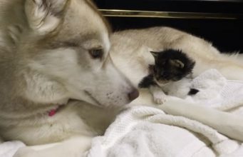 VIDEO: Sirota mačka je došla u novi dom. Pogledajte šta se desilo kad je upoznala psa