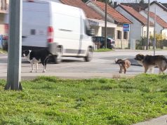 Čopor pasa lutalica napao je u subotu i izgrizao 65-godišnjeg R.S. u naselju Ceravci