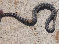 Poplava “probudila” zmije u Bihaću (FOTO)