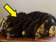Čula je zvukove ispod kreveta. Kad su otvorili pod, čekao ih je zastrašujući prizor! (VIDEO)