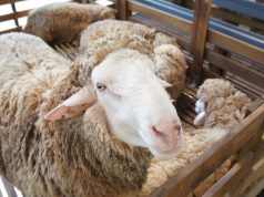 Kantonalna inspekcija izdala preporuke za kupovinu i klanje kurbana