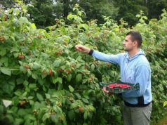 Zbog niske otkupne cijene malinari u USK odustaju od branja: ‘Dok proizvođač plati berače, nema ga nigdje’