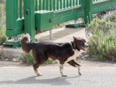 U bihaćkom naselju Pokoj pas napao i ugrizao 48-godišnjeg muškarca