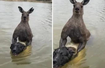 VIDEO Klokan u Australiji htio utopiti psa u rijeci, napao i vlasnika: ‘Pusti ga, jesi me čuo’