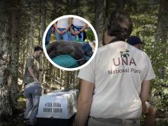 Saradnja za zaštitu medvjeda: Stručnjaci NP Una učestvovali u puštanju smeđeg medvjeda u prirodu