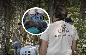 Saradnja za zaštitu medvjeda: Stručnjaci NP Una učestvovali u puštanju smeđeg medvjeda u prirodu