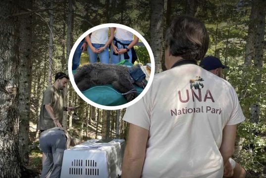 Saradnja za zaštitu medvjeda: Stručnjaci NP Una učestvovali u puštanju smeđeg medvjeda u prirodu