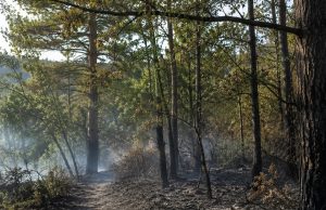MUP USK istražuje sumnju na podmetanje požara na Zavalju: Pregledavaju se snimci nadzornih kamera